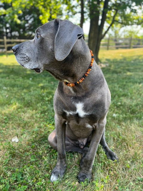 Baltic Amber Pet Collar